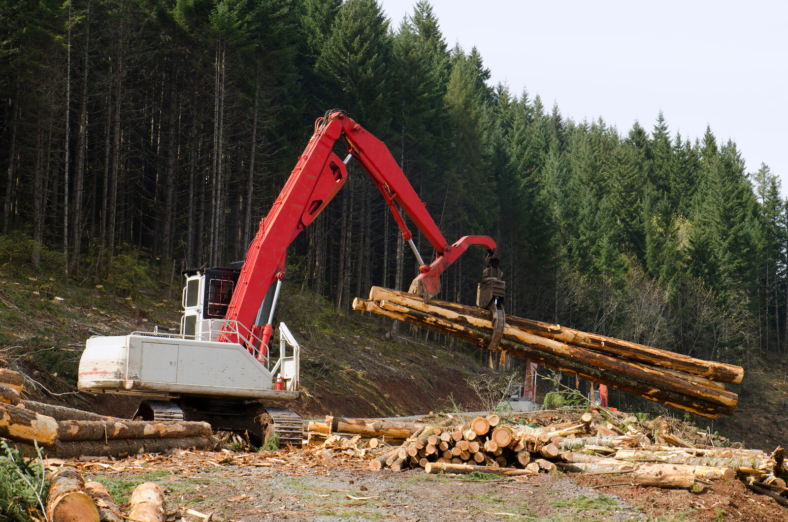 Tree Felling