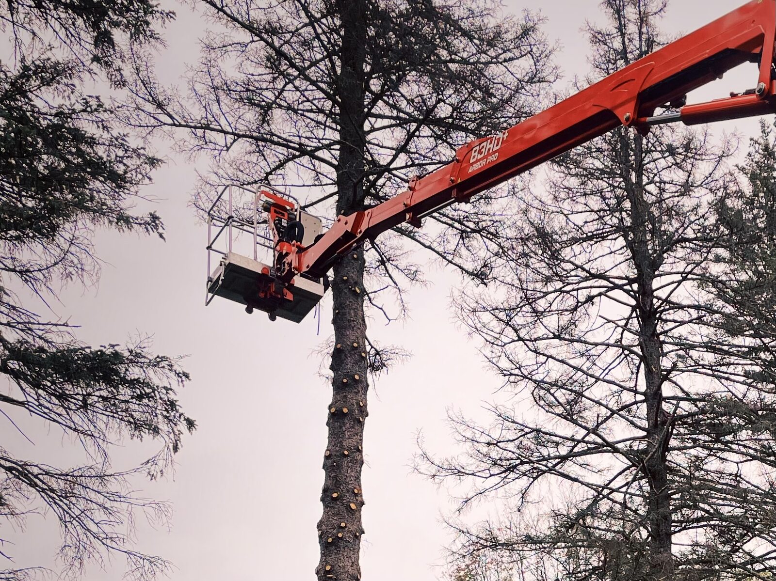 Tree Removal